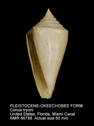 PLEISTOCENE-OKEECHOBEE FORMATION Conus tryoni.jpg - PLEISTOCENE-OKEECHOBEE FORMATION Conus tryoni Heilprin,1887